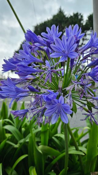 Colgante Flor Amor - Collar resina