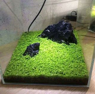 Semi di piante per  acquario per acqua dolce