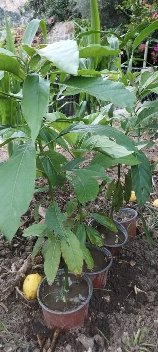 3 Plantas Aguacate