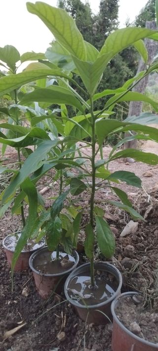 3 Plantas Aguacate
