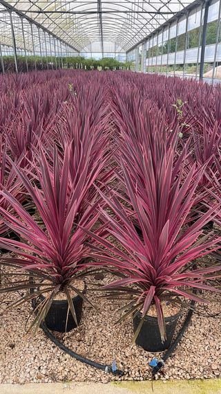 Cordyline australis Pink Passion (VASO 9 L)
