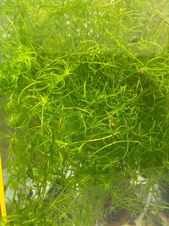 Planta acuario - Najas guadalupensis