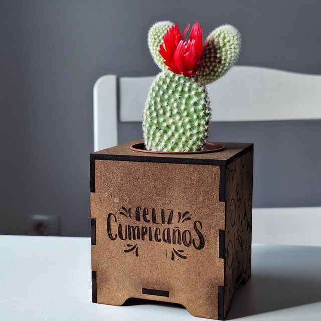 Maceta Cactus Cumpleaños