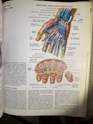 Sistema musculosqueletico : anatomia, fisiologi...