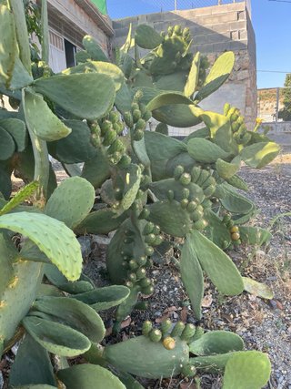 Planta chumbera