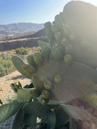 Planta chumbera