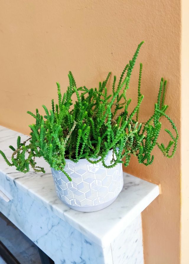 Fioriera/fioriera geometrica grigia - ceramica