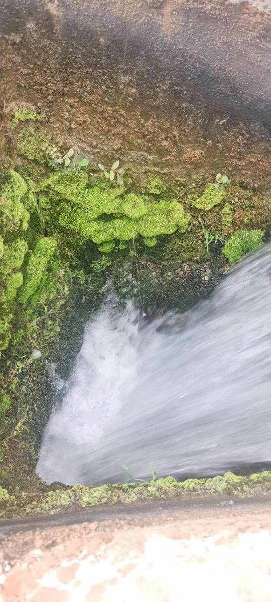 Legna da ardere economica