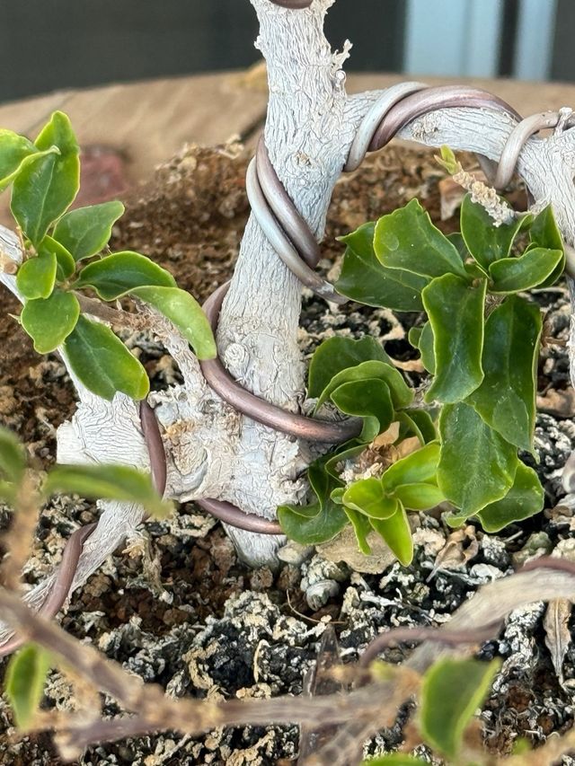 Bonsái Buganvilla - Planta en maceta