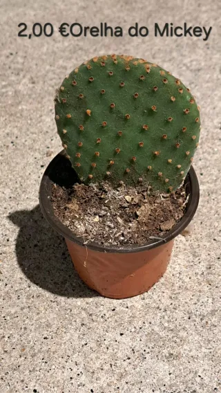 Suculentas: orelha de Mickey & rabo de burro