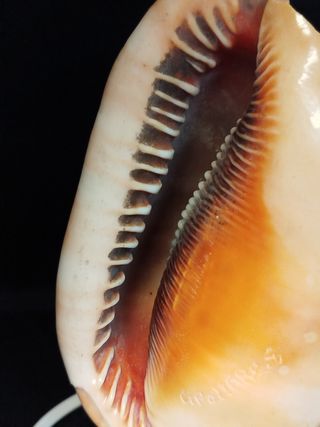 Lampada conchiglia vintage