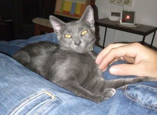 Canguro,cuidadora de gatos ,y paseo de perros
