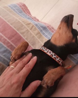 Canguro,cuidadora de gatos ,y paseo de perros

