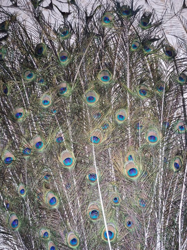 Plumas pavo real - Decoración