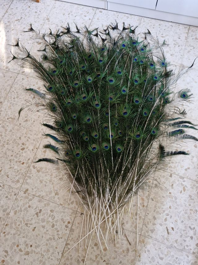 Plumas pavo real - Decoración
