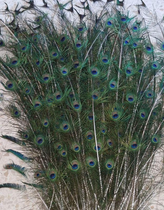 Plumas pavo real - Decoración