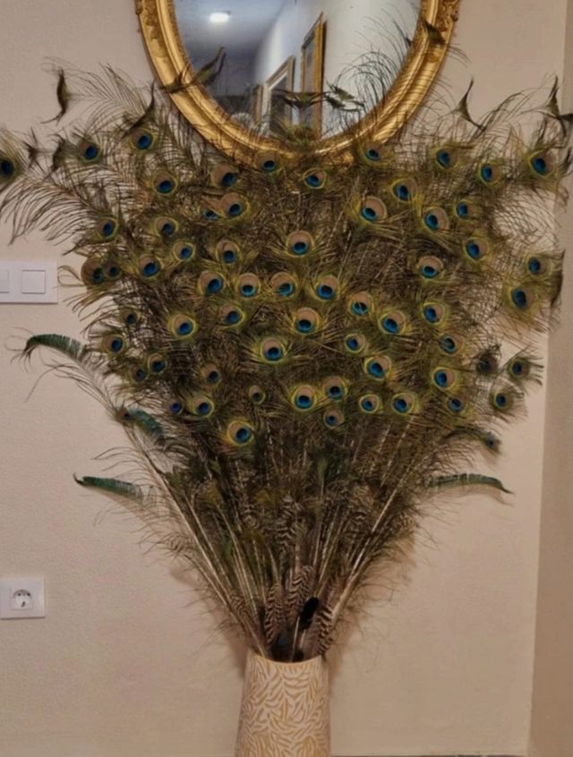 Plumas pavo real - Decoración