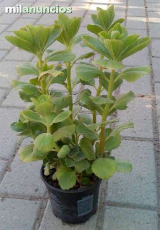 Planta ahuyenta gatos y perros