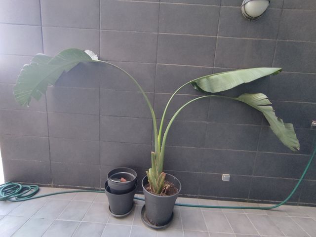 Strelitzia Reginae - Ave del Paraíso