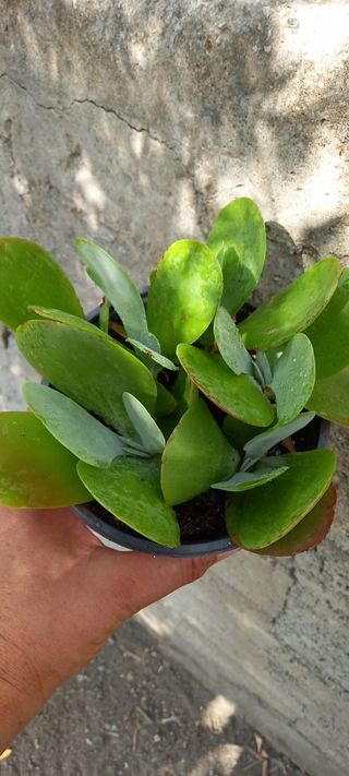 Kalanchoe thyrsiflora 