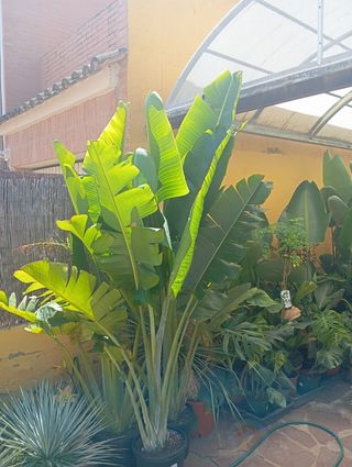 Revenala Magadascariensis
maceta 15/18litros
Ofe