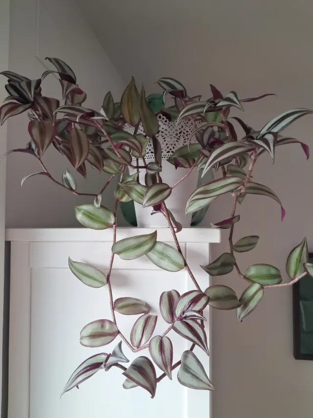 Planta zebrina..impresionante