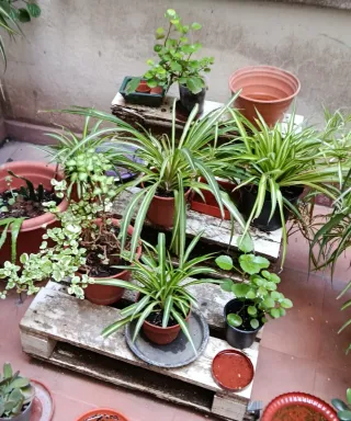 Planta Cinta - Chlorophytum comosum