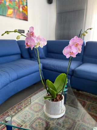 Set vaso da orchidee e sottovaso Orchitop medium
