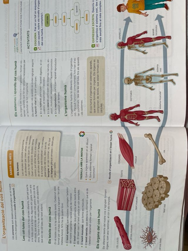 Coneixement Del Medi Natural, 6 Primària. nous