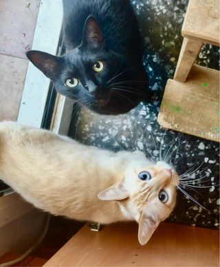 Cuidadora de mascotas.