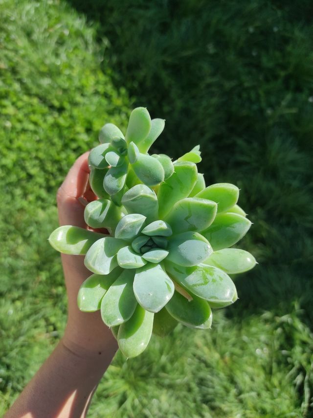 Esquejes suculentas Echeveria