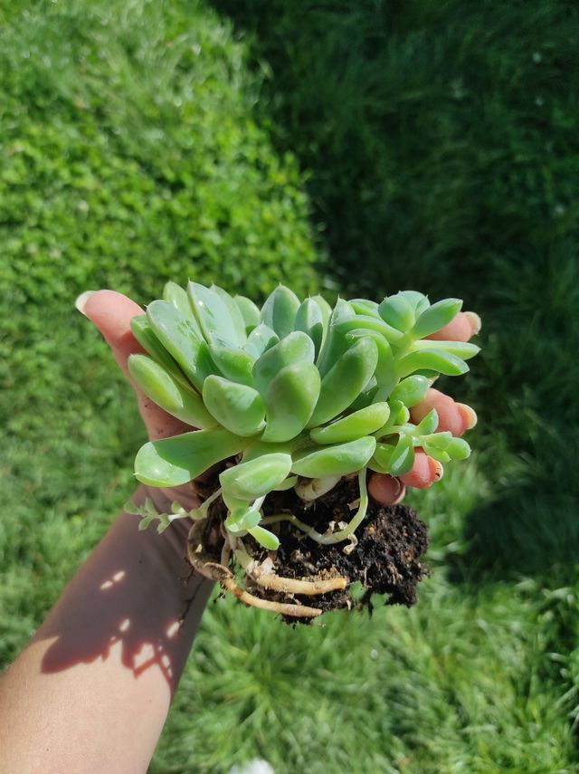 Esquejes suculentas Echeveria
