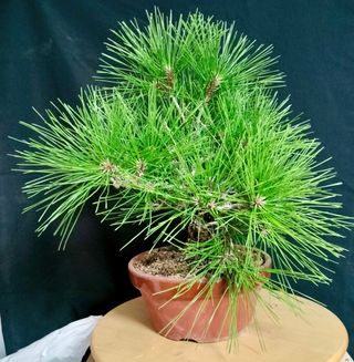 Bonsái Pino negro Japonés. Thunbergii