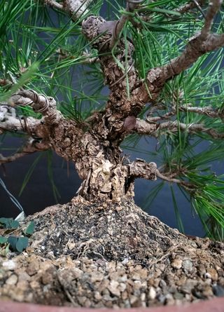 Bonsái Pino negro Japonés. Thunbergii