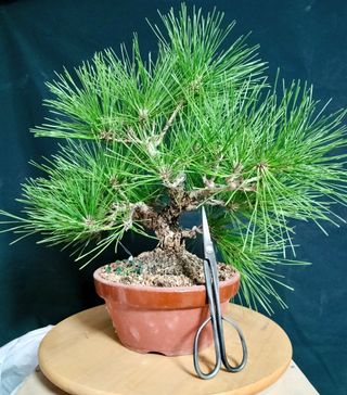 Bonsái Pino negro Japonés. Thunbergii