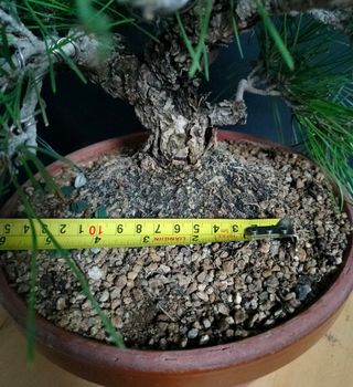 Bonsái Pino negro Japonés. Thunbergii