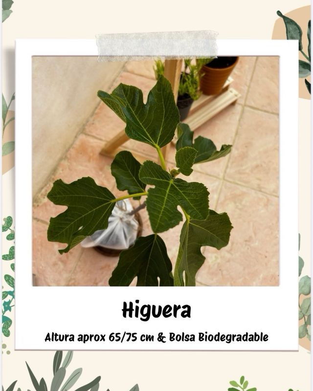 (x3) Higuera Verdal 65/75cm - Árbol frutal / Higos