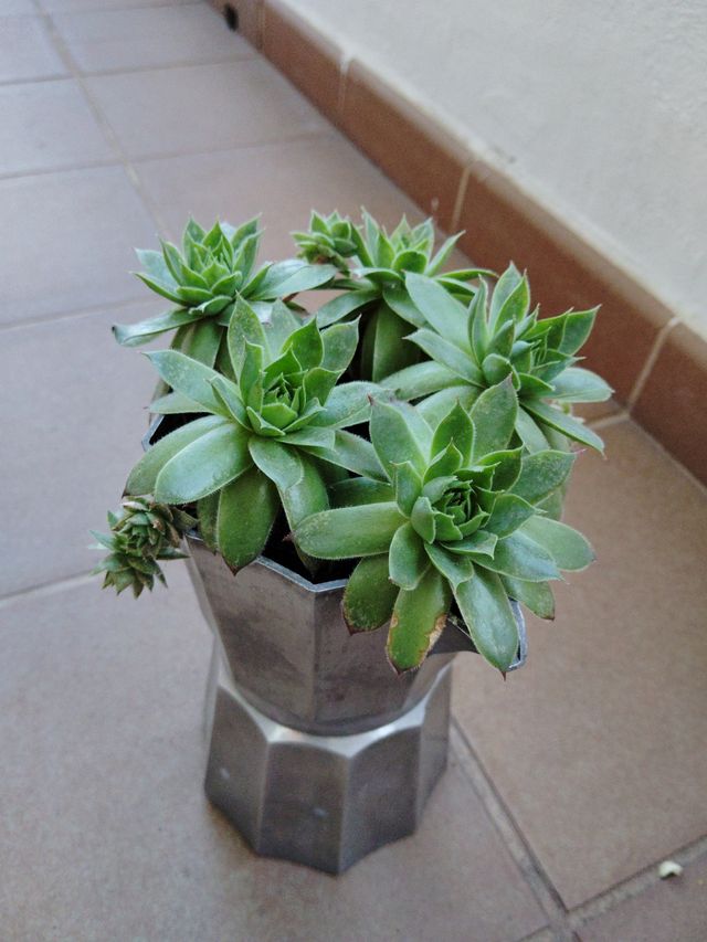 Planta suculenta Echeveria