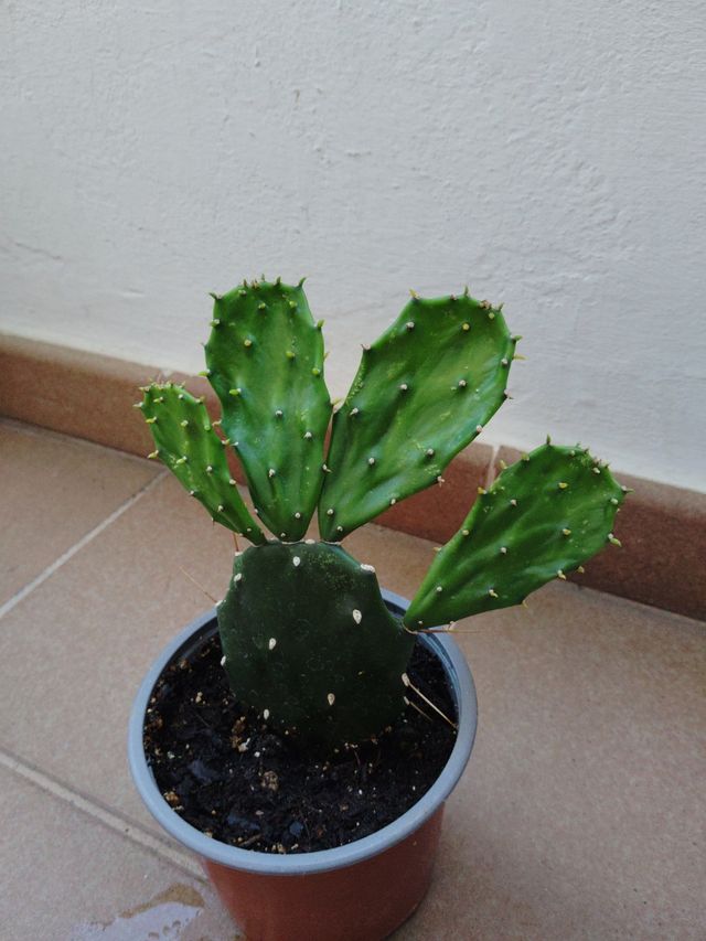 Cactus Opuntia