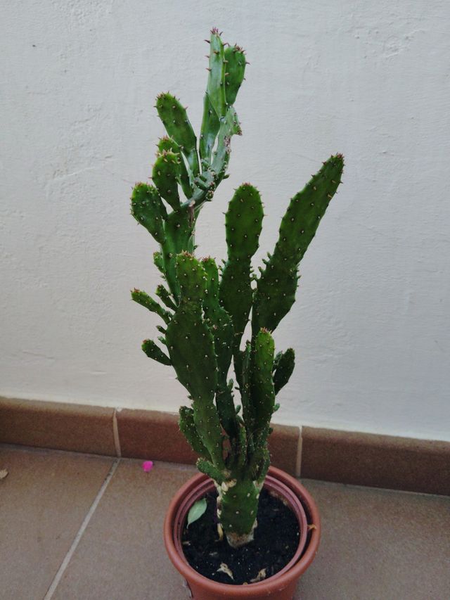 Planta cactus
