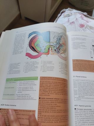 Anatomia 4b* Ed. - Estructura y Morfologia del ...