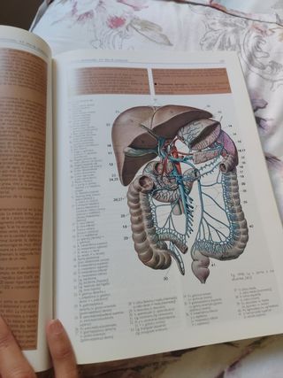 Anatomia 4b* Ed. - Estructura y Morfologia del ...