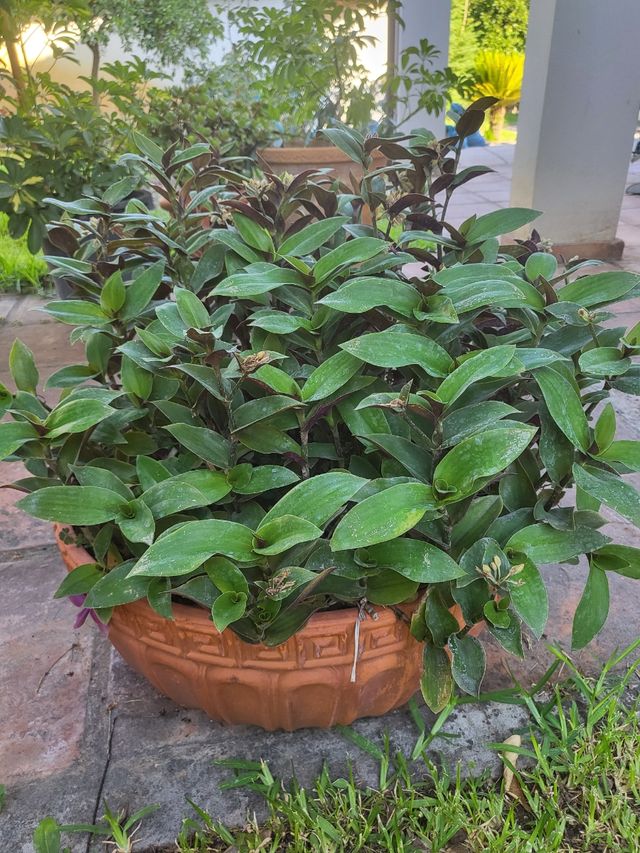 Maceta Terracota con planta