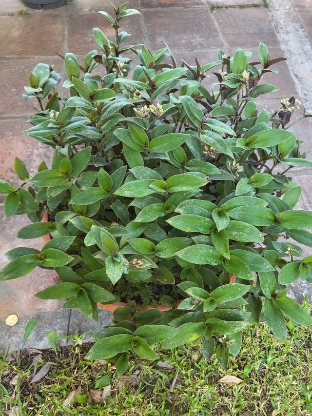 Maceta Terracota con planta