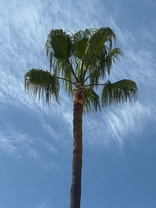 Poda de palmeras y tala de arboles