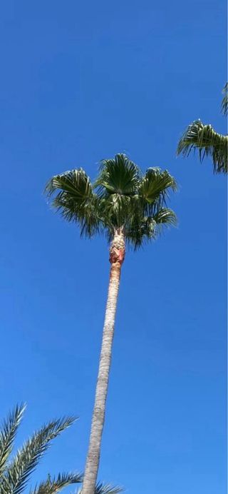 Poda de palmeras y tala de arboles