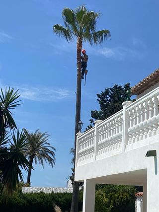 Poda de palmeras y tala de arboles