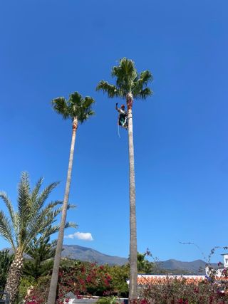 Poda de palmeras y tala de arboles
