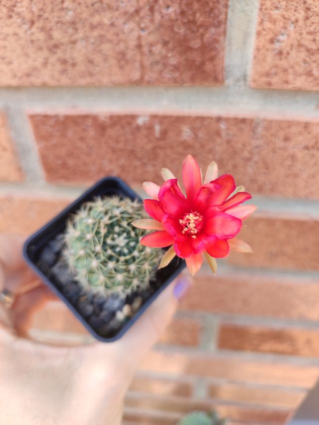 Cactus Lobivia híbrida con flor