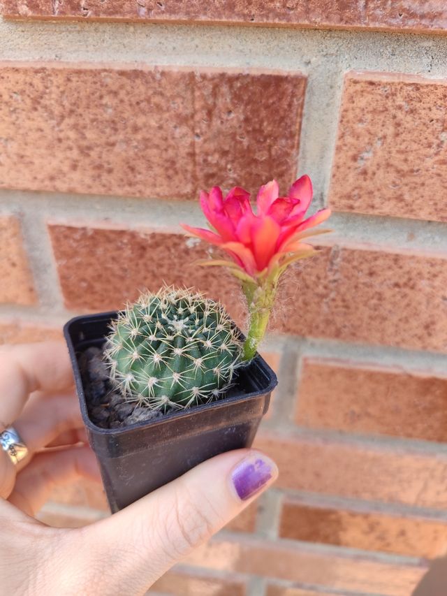 Cactus Lobivia híbrida con flor